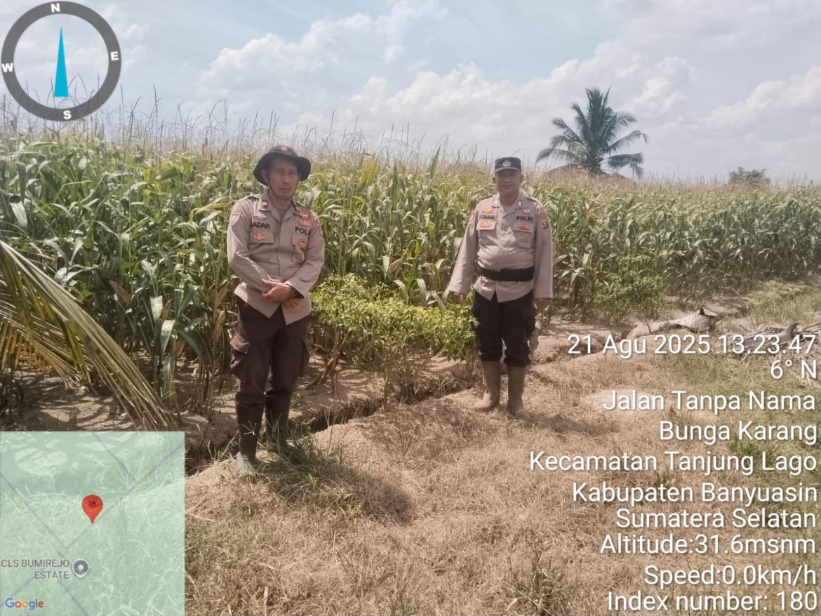 Bhabinkamtibmas Polsek Pulau Rimau Monitor Lahan Jagung Dukung Ketahanan Pangan