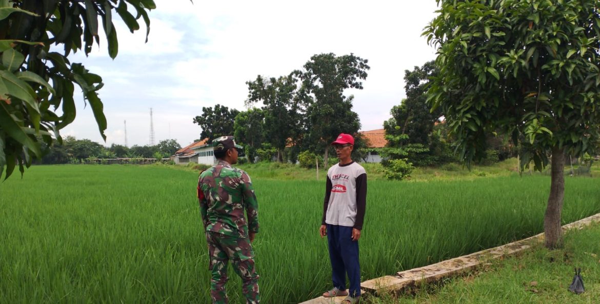 Anggota Koramil 1603 Lohbener Indramayu Melakukan Pendampingan Pertanian di Desa Pamayahan