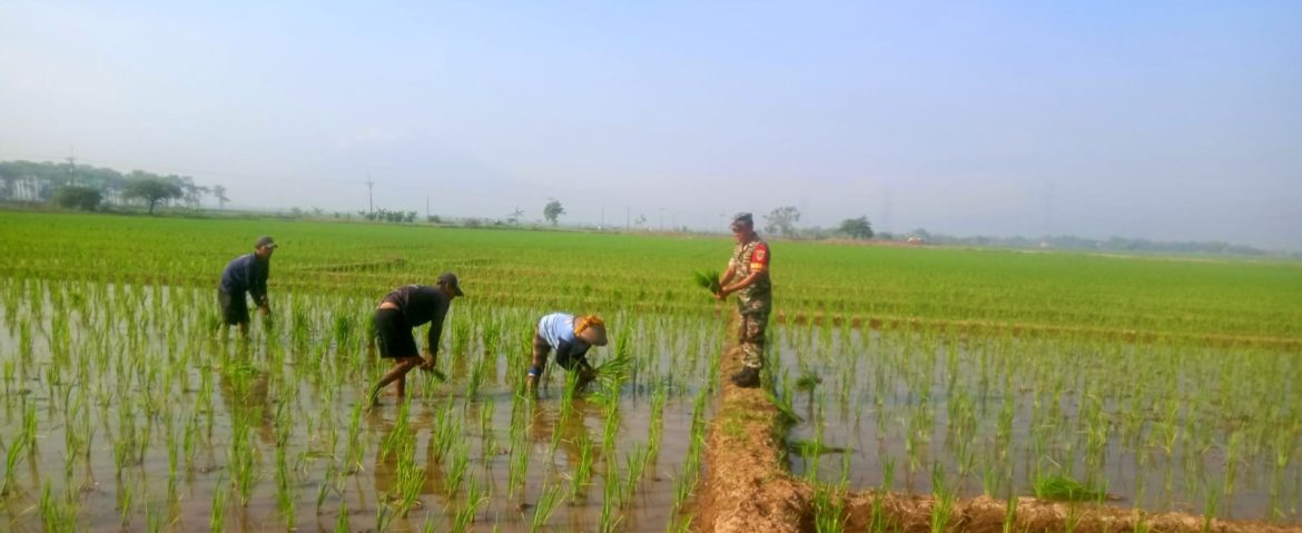 Babinsa Koramil 1605 Sukagumiwang Indramayu Monitoring dan Pendampingan Pertanian Olah Lahan di Desa Candangpinggan