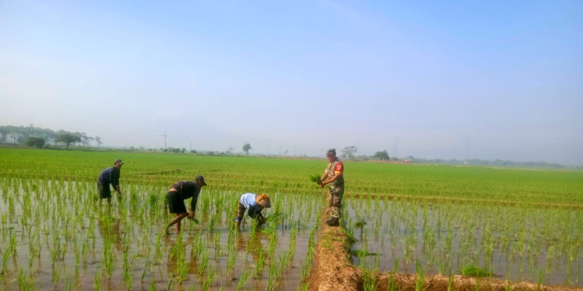 Babinsa Koramil 1605 Sukagumiwang Indramayu Monitoring dan Pendampingan Pertanian Olah Lahan di Desa Candangpinggan