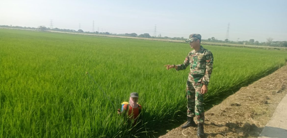 Anggota Koramil 1611 Losarang Indramayu Monitoring dan Pendampingan Pertanian di Blok Sarki Desa Puntang 