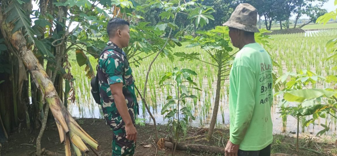Sukseskan Swasembada Pangan, Babinsa Koramil 1603 Lohbener Indramayu Melakukan Pendampingan Pertanian