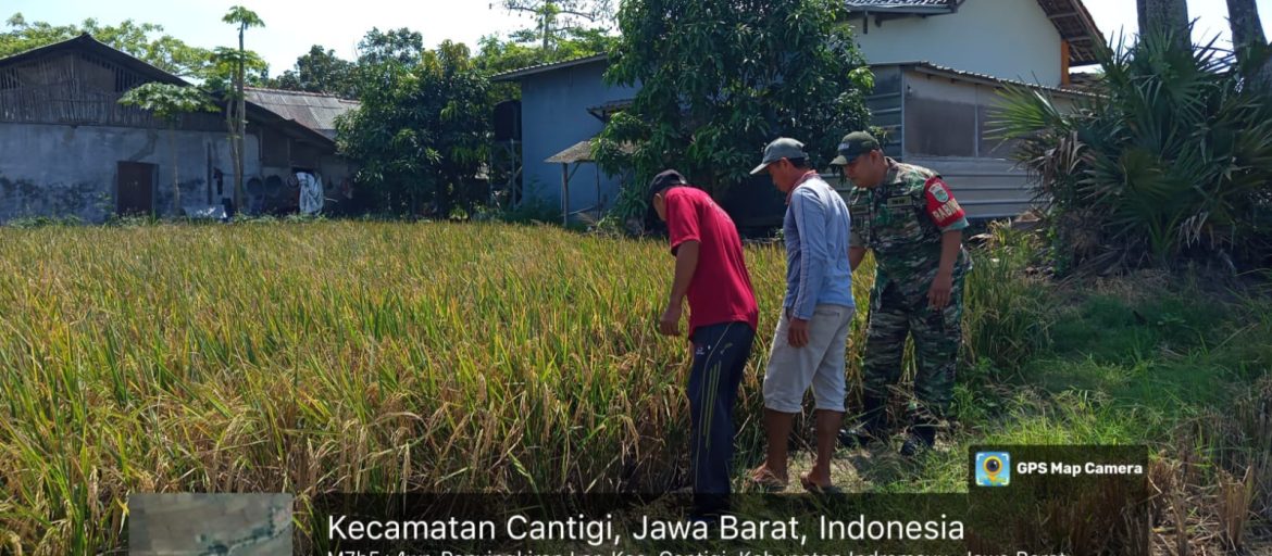 Babinsa Koramil 1602 Sindang Indramayu Melakukan Pendampingan Pertanian di Desa Panyingkiran Lor
