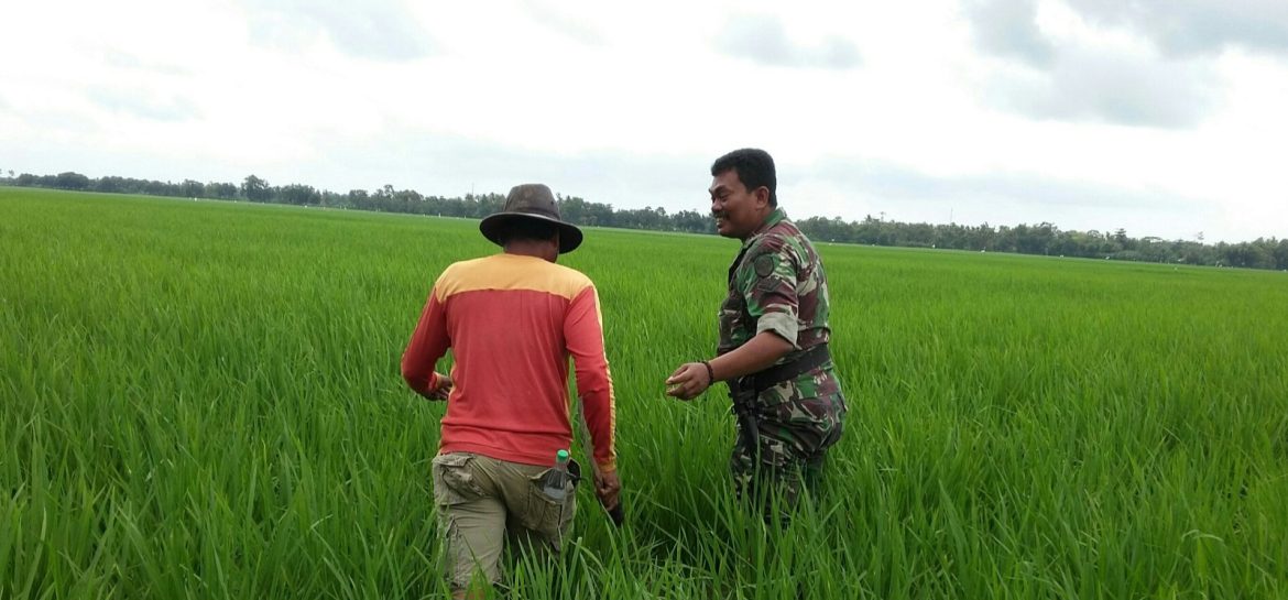 Babinsa Koramil 1605 Sukagumiwang Indramayu Melakukan Monitoring dan Pendampingan Pertanian Penyiangan Padi yang mati terkena hama atau kepiting di Desa Gunungsari Blok Bojong Suruh 