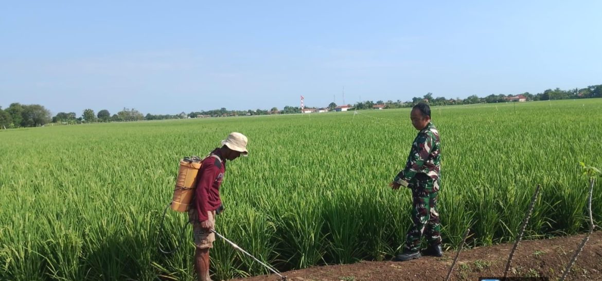 Babinsa Koramil 1611 Losarang Indramayu Melakukan Monitoring dan Pendampingan Pertanian di Blok Depok Desa Krimun