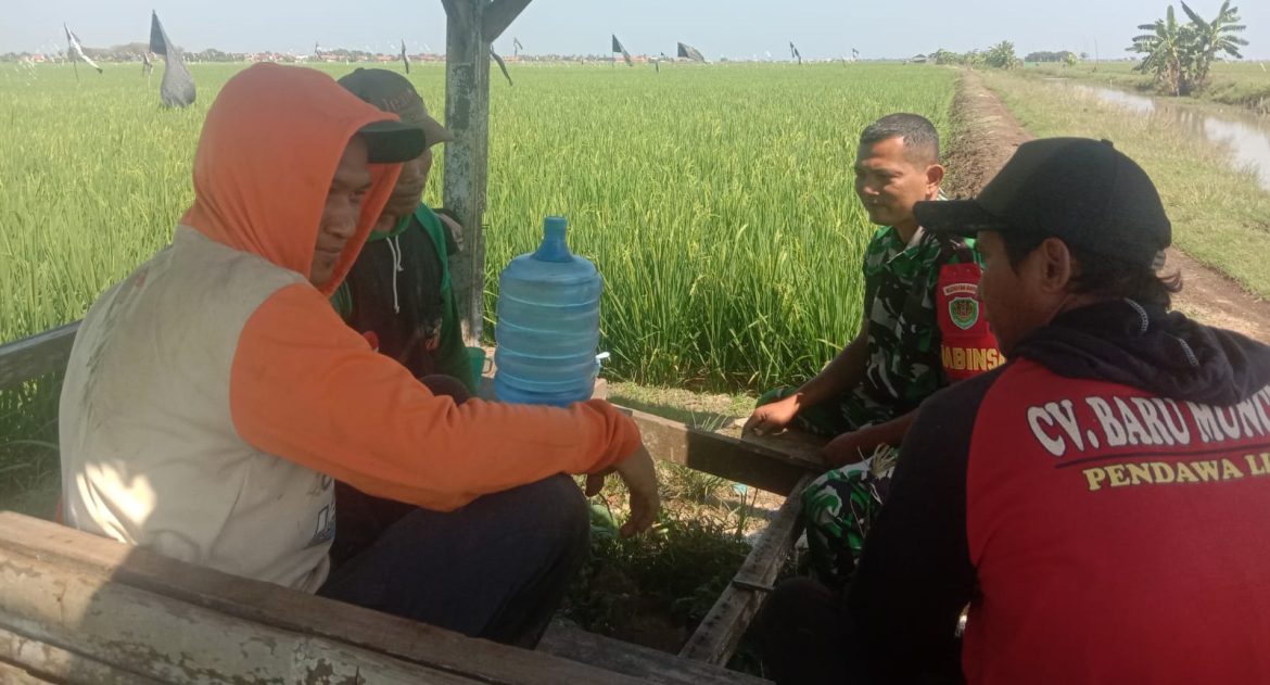 Dukung Program Ketahanan Pangan, Babinsa Koramil 1602 Sindang Indramayu Komsos Dengan Anggota Poktan Rizki Tani