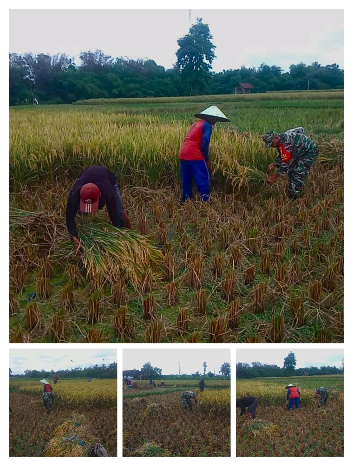 Babinsa Jambewangi Dampingi Petani Panen Padi di Lahan Poktan Budi Tani