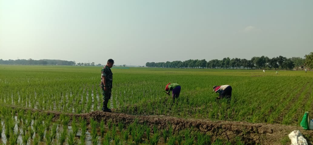 Babinsa Koramil 1605 Sukagumiwang Indramayu Monitoring dan Pendampingan Pertanian Olah Lahan di Desa Kliwed 