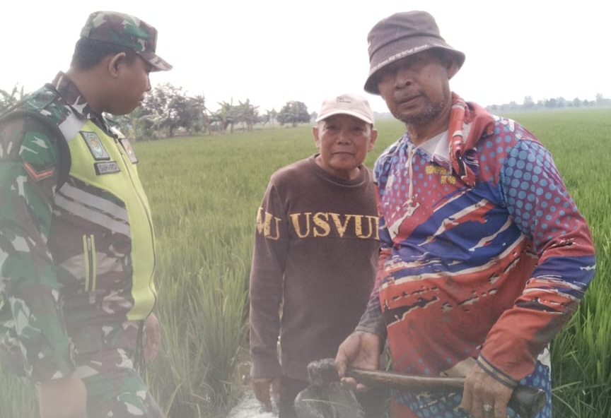 Anggota Koramil 1611 Losarang Indramayu Melakukan Kegiatan Pendampingan Pertanian di Desa Puntang 