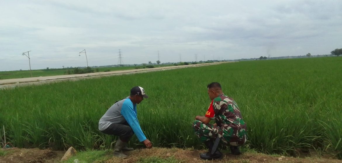 Babinsa Koramil 1605 Sukagumiwang Indramayu Monitoring dan Pendampingan Pertanian Olah Lahan di Desa Cadangpinggan