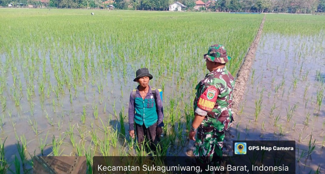 Babinsa Koramil 1605 Sukagumiwang Indramayu Melakukan Monitoring dan Pendampingan Pertanian Olah Lahan di Desa Sukagumiwang 
