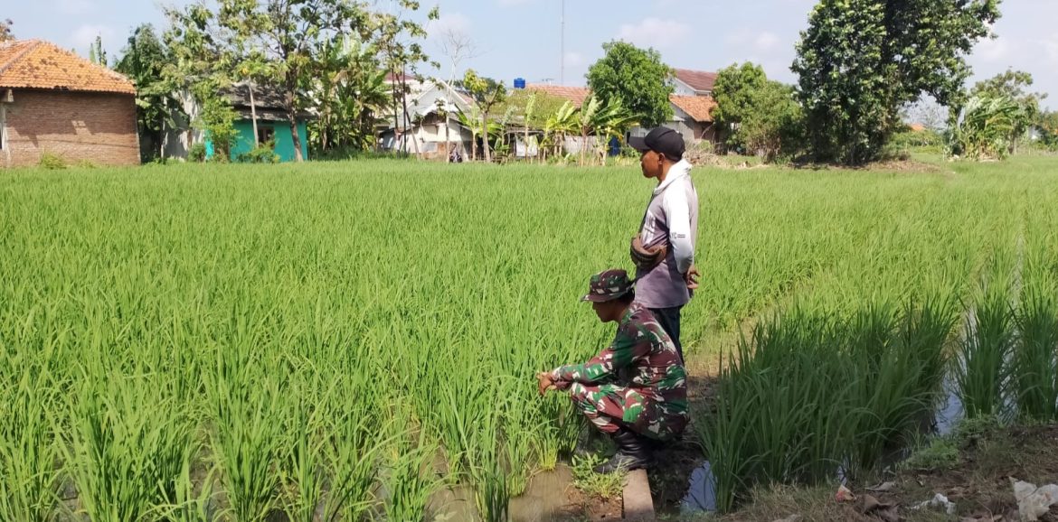 Dukung Program Ketahanan Pangan, Babinsa Koramil 1603 Lohbener Indramayu Melakukan Pendampingan Pertanian 