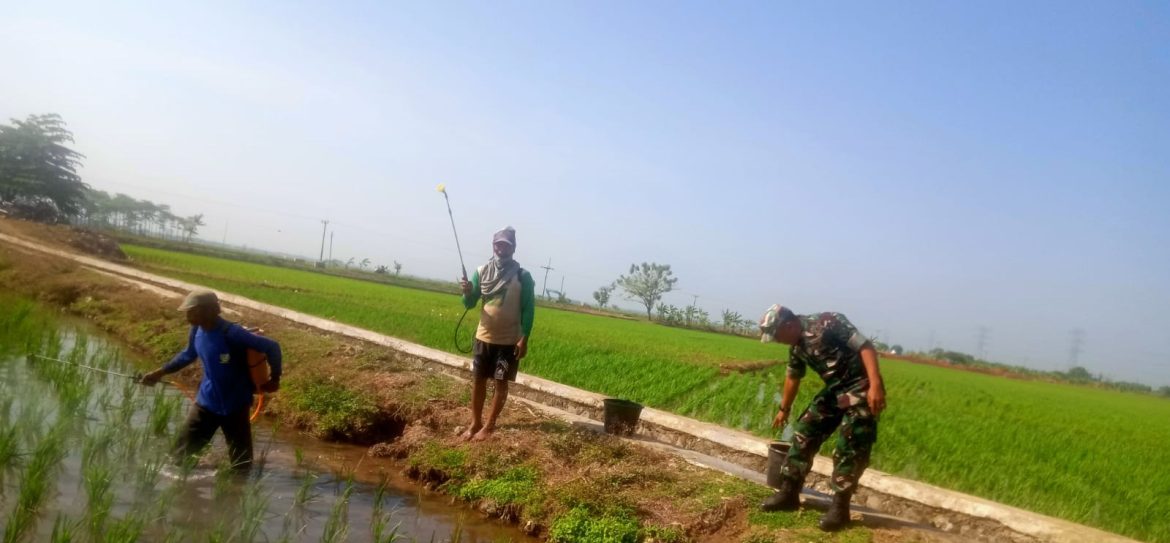 Babinsa Koramil 1605 Sukagumiwang Indramayu Monitoring dan Pendampingan Pertanian Olah Lahan di Desa Candangpinggan 