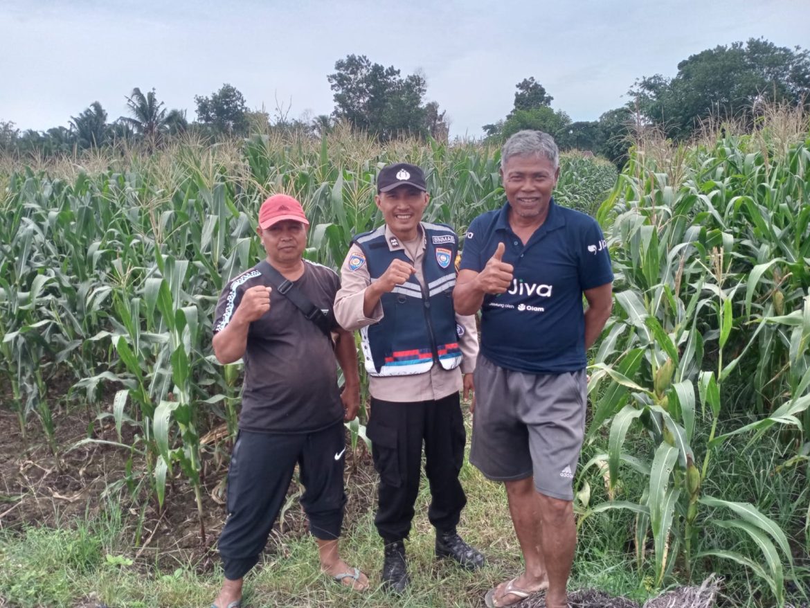 Komitmen Dampingi Petani, Aiptu Amran Firdaus Sosialisasikan Harga Jagung