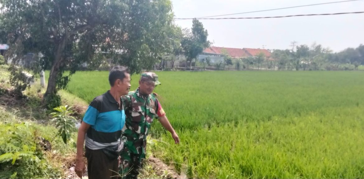 Babinsa Koramil 1603 Lohbener Indramayu Melakukan Pendampingan Pertanian di Desa Linggajati 