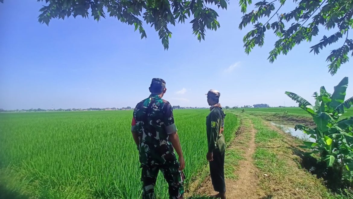 Babinsa Koramil 1611 Losarang Indramayu Monitoring dan Pendampingan Pertanian di Blok Rancagunda 