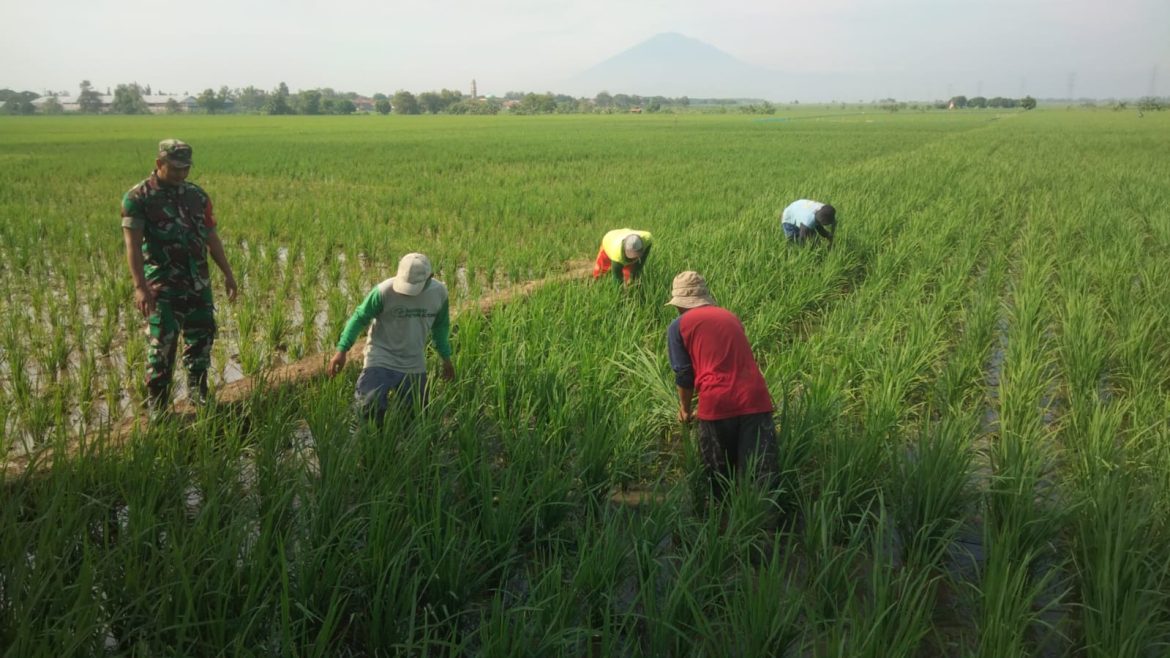 Babinsa Koramil 1605 Sukagumiwang Indramayu Monitoring dan Pendampingan Pertanian Olah Lahan di Desa Gedangan 