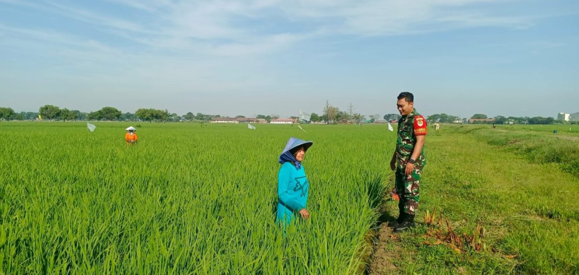 Babinsa Koramil 1603 Lohbener Indramayu Melakukan Pendampingan Pertanian 