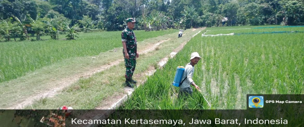 Koramil 1605 Sukagumiwang Indramayu Monitoring dan Pendampingan Pertanian Penyemprotan Tanaman Padi 