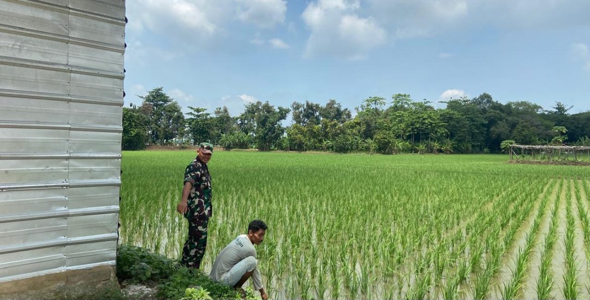 Babinsa Koramil 1605 Sukagumiwang Indramayu Melakukan Monitoring dan Pendampingan Pertanian 