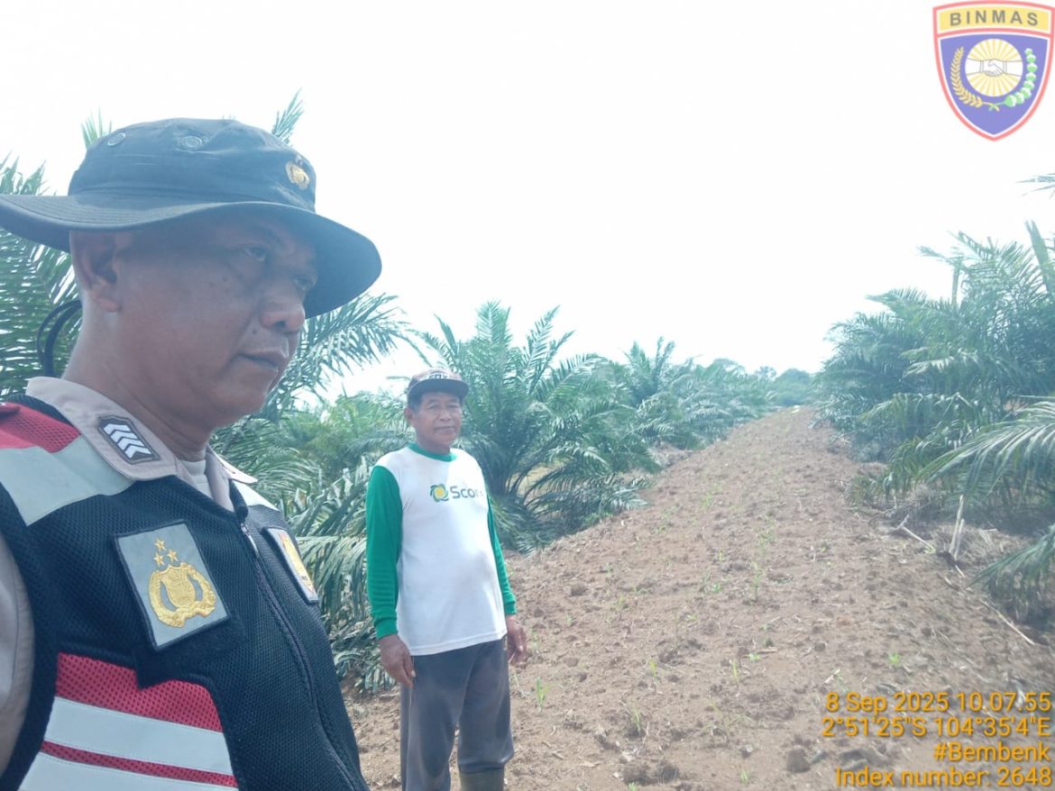 Bripka Bambang. S, Melakukan Perawatan Tanaman Jagung di Lahan PT Sawit Sari Mandiri