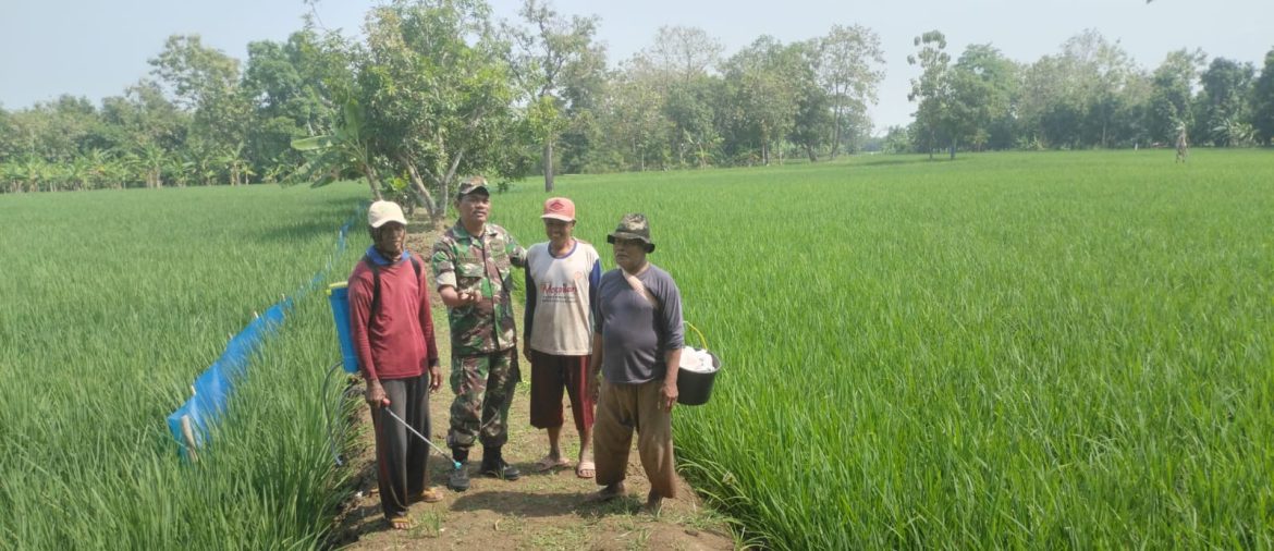 Dukung Program Presiden, Babinsa Koramil 1605 Sukagumiwang Indramayu Monitoring dan Pendampingan Pertanian 