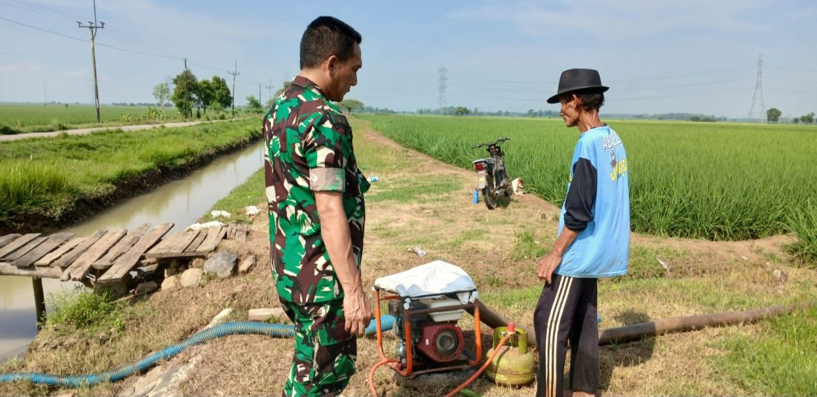 Babinsa Koramil 1605 Sukagumiwang Indramayu Melakukan Monitoring dan Pendampingan Pertanian di Desa Tenajar 