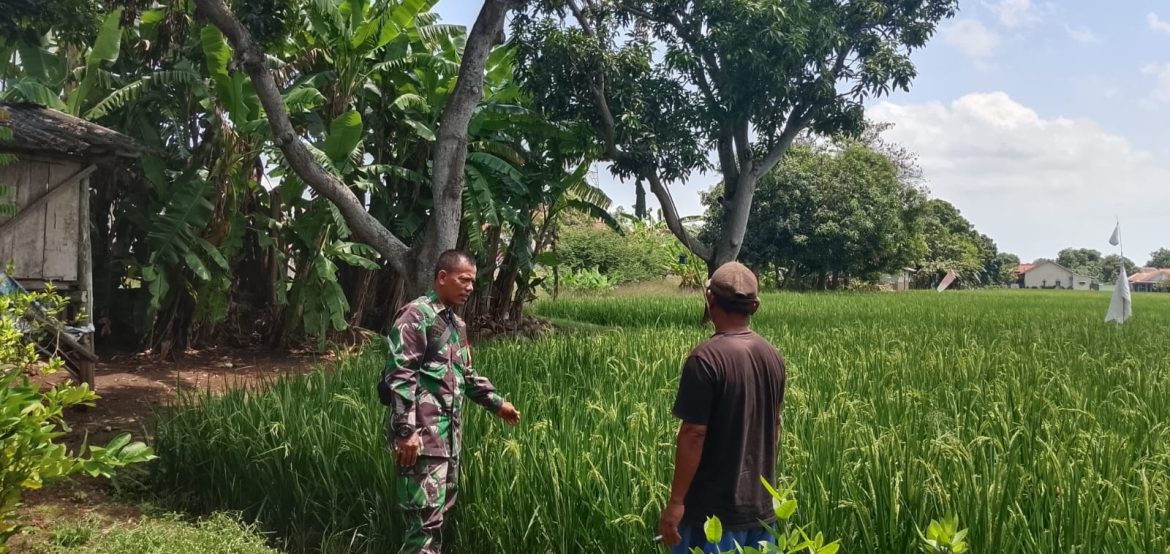 Anggota Koramil 1603 Lohbener Indramayu Melakukan Pendampingan Pertanian di Desa Lohbener
