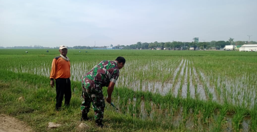 Babinsa Koramil 1605 Sukagumiwang Indramayu Monitoring dan Pendampingan Pertanian Desa Cadangpinggan 