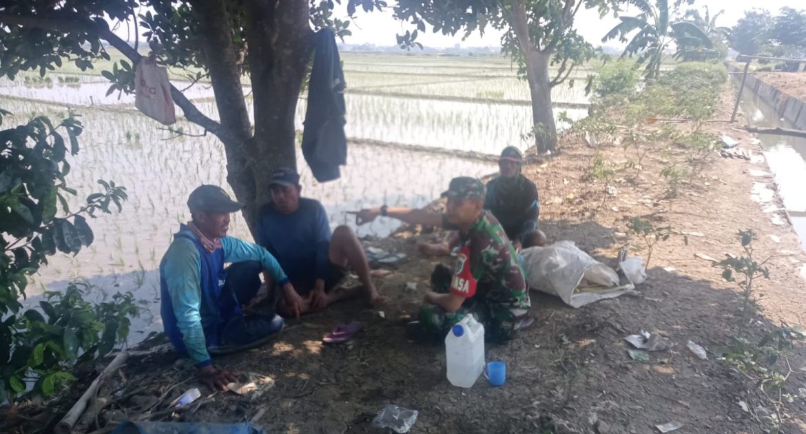 Babinsa Koramil 1611 Losarang Indramayu Melakukan Komsos Pertanian Desa Puntang Blok Sapton 