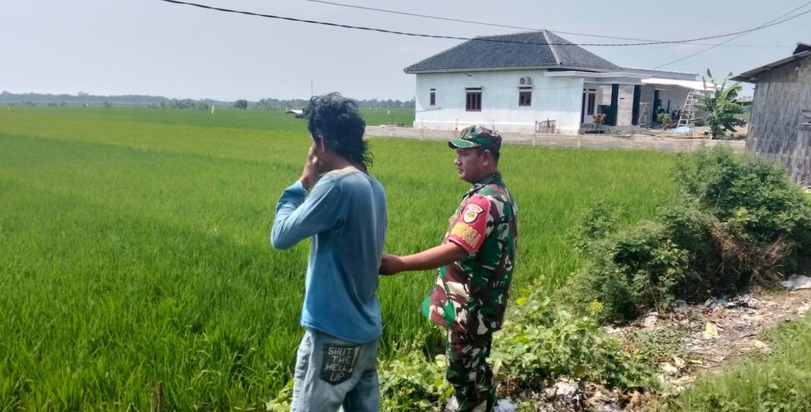 Babinsa Koramil 1603 Lohbener Indramayu Melakukan Pendampingan Pertanian di Wilayah Binaan 