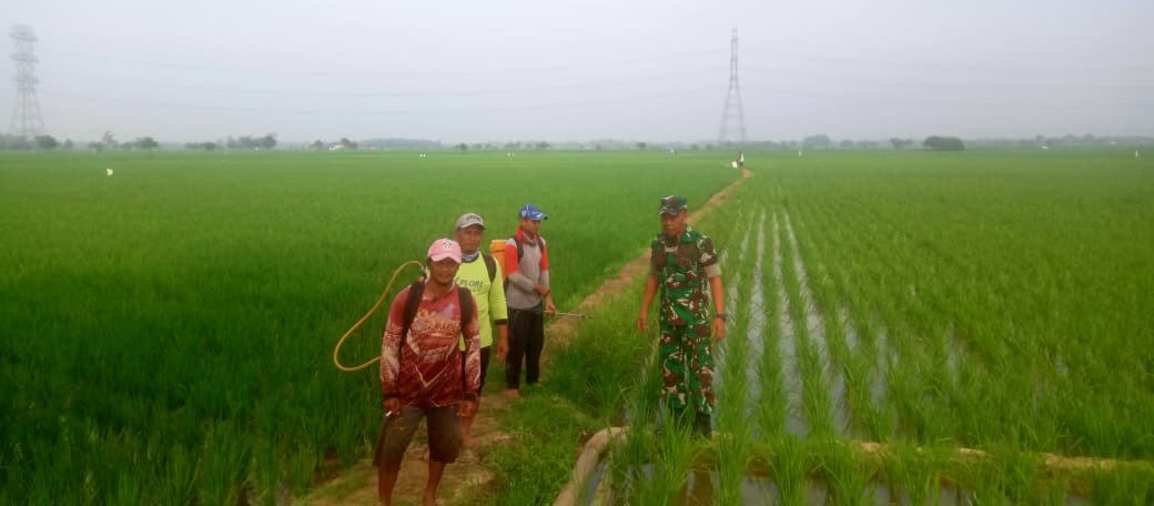 Babinsa Koramil 1605 Sukagumiwang Indramayu Monitoring dan Pendampingan Pertanian Desa Cadangpinggan 
