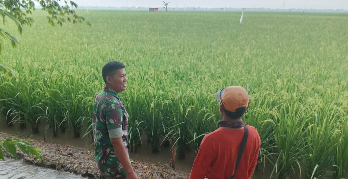 Babinsa Koramil 1603 Lohbener Indramayu Melakukan Pendampingan Pertanian Bersama Para Petani Di Wilayah Binaan 