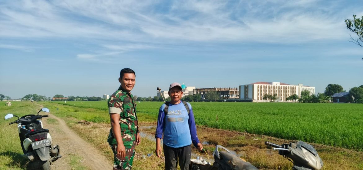 Babinsa Koramil 1603 Lohbener Indramayu Melakukan Pendampingan Pertanian di Wilayah Binaan 