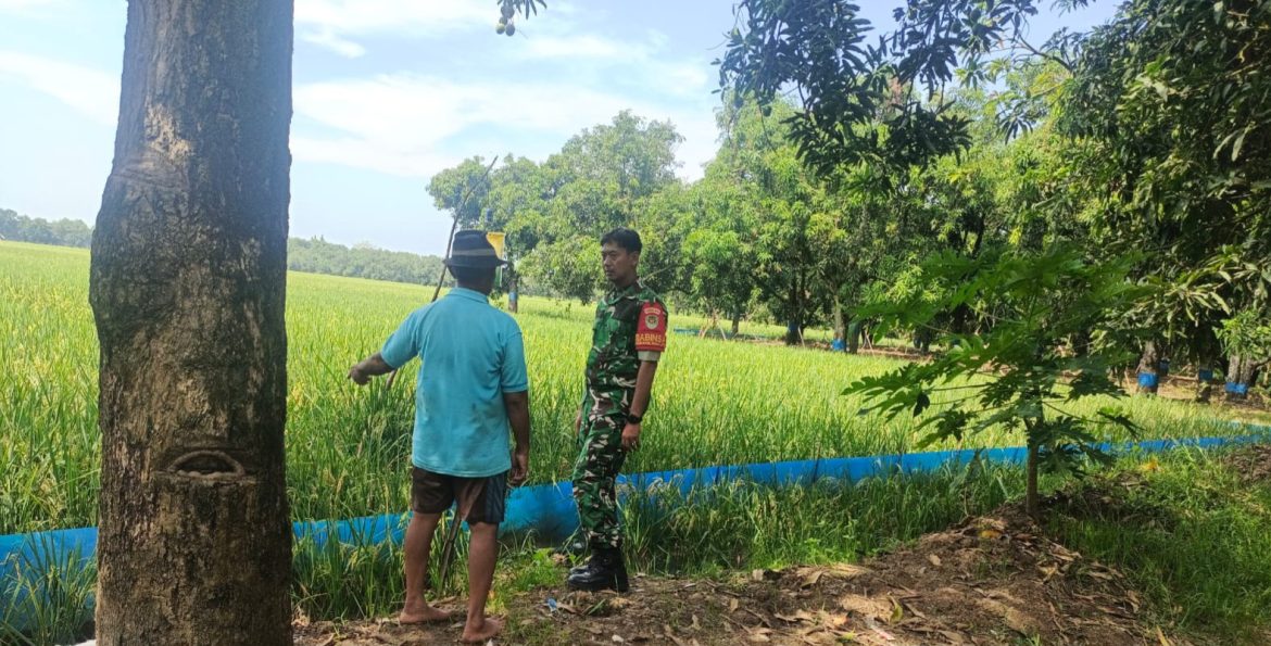 Babinsa Koramil 1604 Jatibarang Indramayu Monitoring Pendampingan Pertanian Lahan Sawah di Wilayah Binaan 