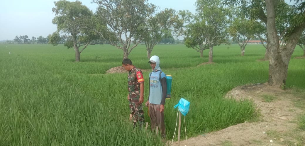 Anggota Koramil 1605 Sukagumiwang Indramayu Monitoring dan Pendampingan Pertanian, di Desa Gunungsari