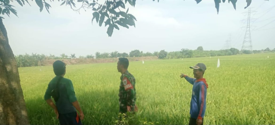 Babainsa Koramil 1611 Losarang Indramayu Monitoring dan Pendampingan Pertanian Pompanisasi di Blok Area Sapton 