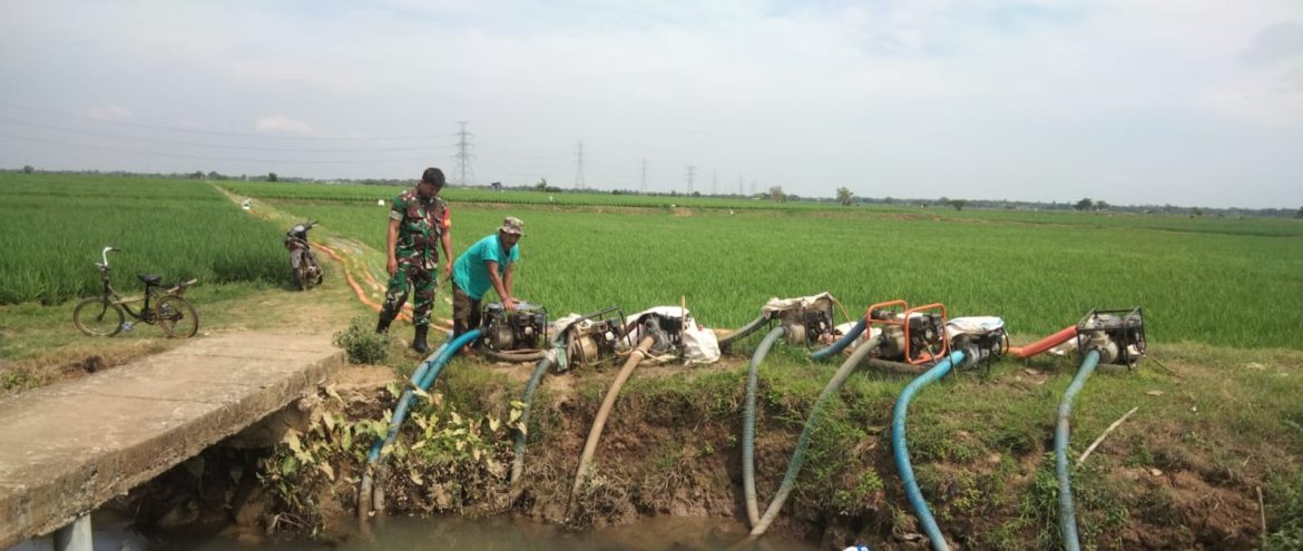 Babainsa Koramil 1605 Sukagumiwang Indramayu Monitoring dan Pendampingan Pertanian Desa Cadangpinggan 