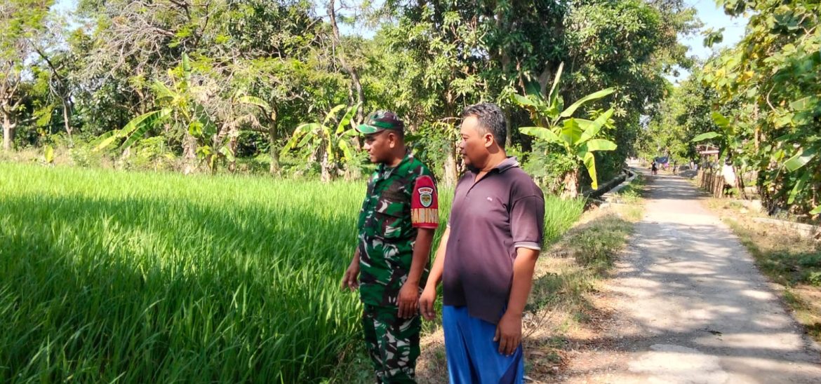 Anggota Koramil 1603 Lohbener Indramayu Melakukan Pendampingan Pertanian di Desa Linggajati 