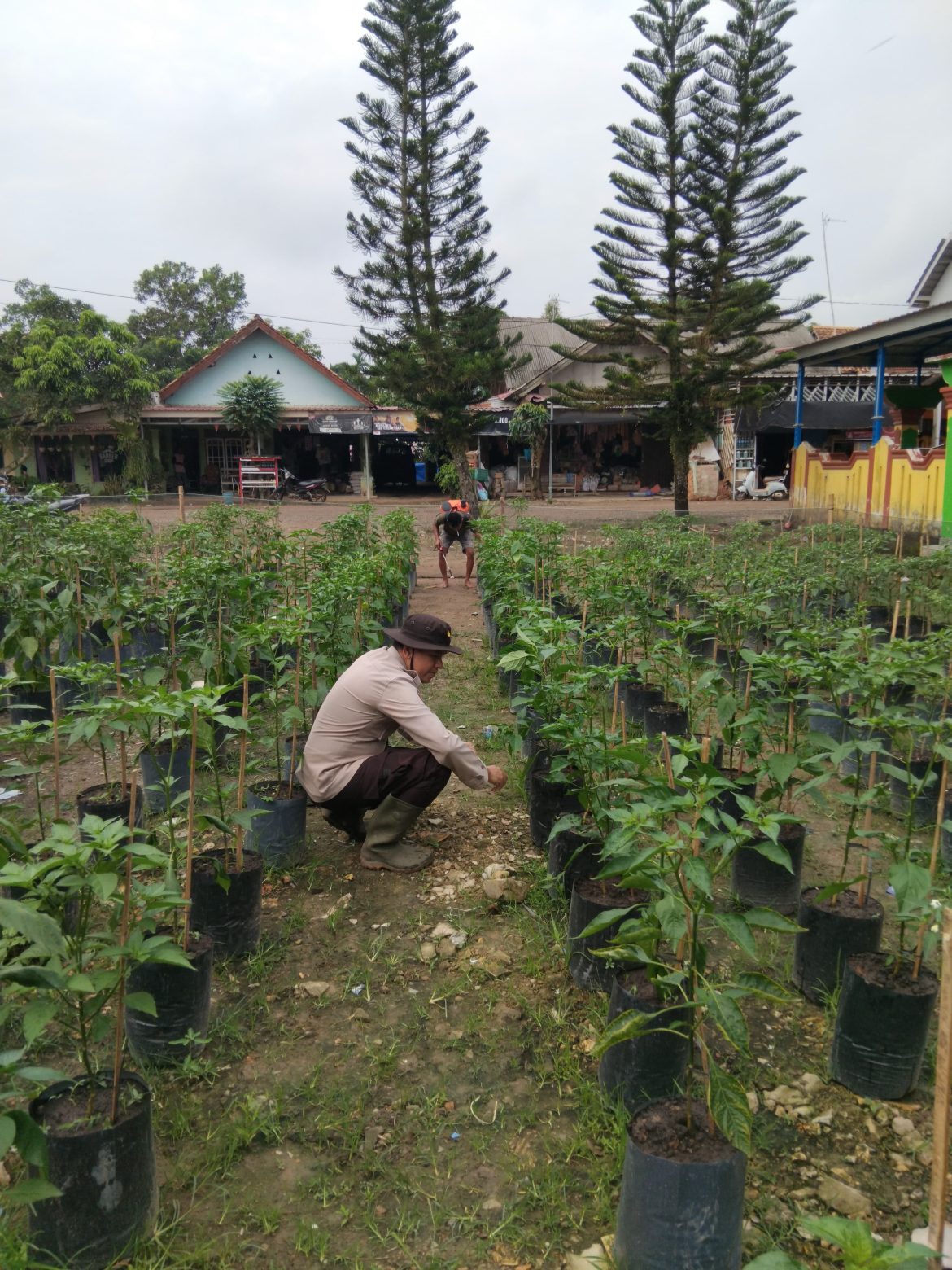 Bhabinkamtibmas Polsek Makarti Jaya Gerakkan Masyarakat Dukung Swasembada Pangan Nasional