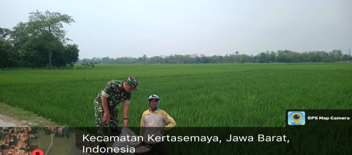 Babinsa Koramil 1605 Sukagumiwang Indramayu Monitoring dan Pendampingan Pertanian Pemupukan di Desa Sukawera 