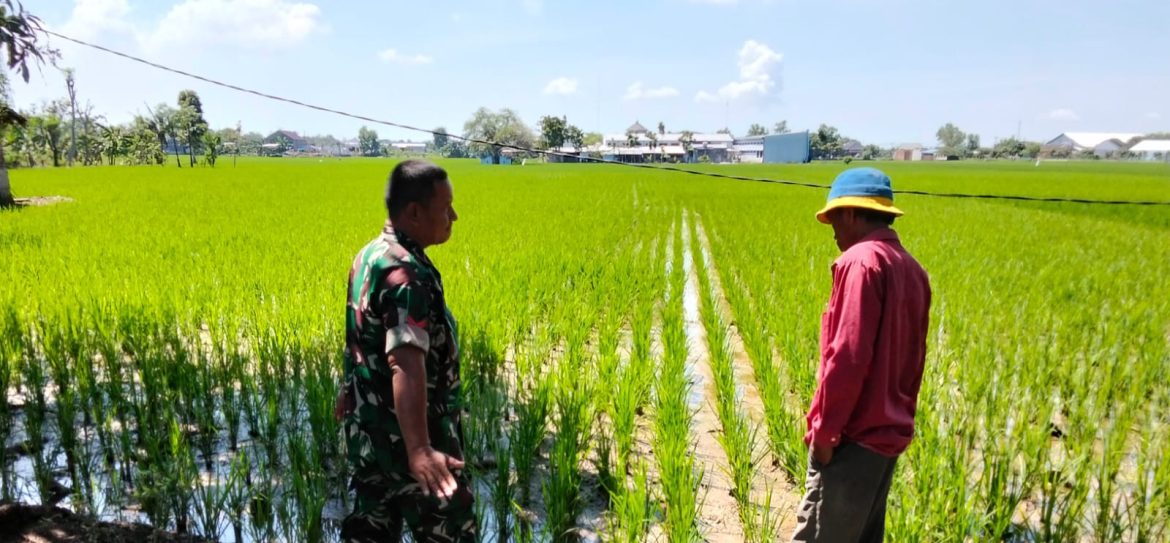 Anggota Koramil 1603 Lohbener Indramayu Melakukan Pendampingan Pertanian di Desa Linggajati