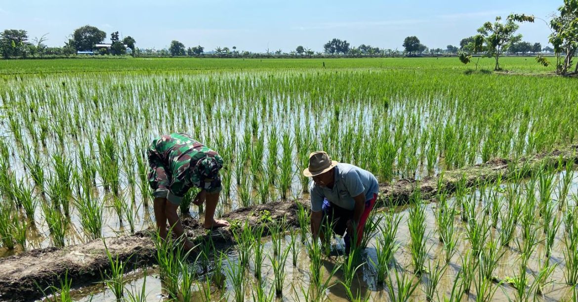 Babinsa Koramil 1605 Sukagumiwang Indramayu Monitoring dan Pendampingan Pertanian di Desa Jengkok 