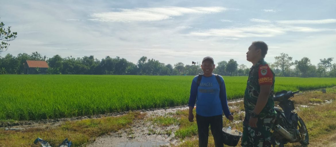 Anggota Koramil 1603 Lohbener Indramayu Melakukan Pendampingan Pertanian di Desa Legok