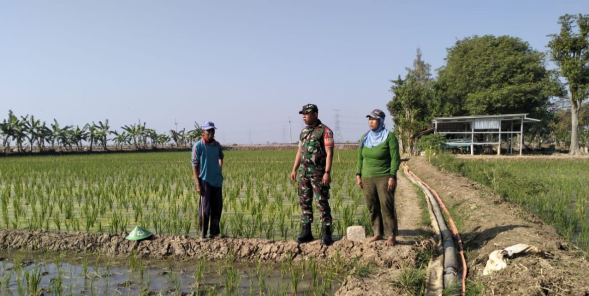 Babinsa Koramil 1611 Losarang Indramayu Melakukan Pendampingan Pertanian Musim Gadu di Desa Jumbleng 