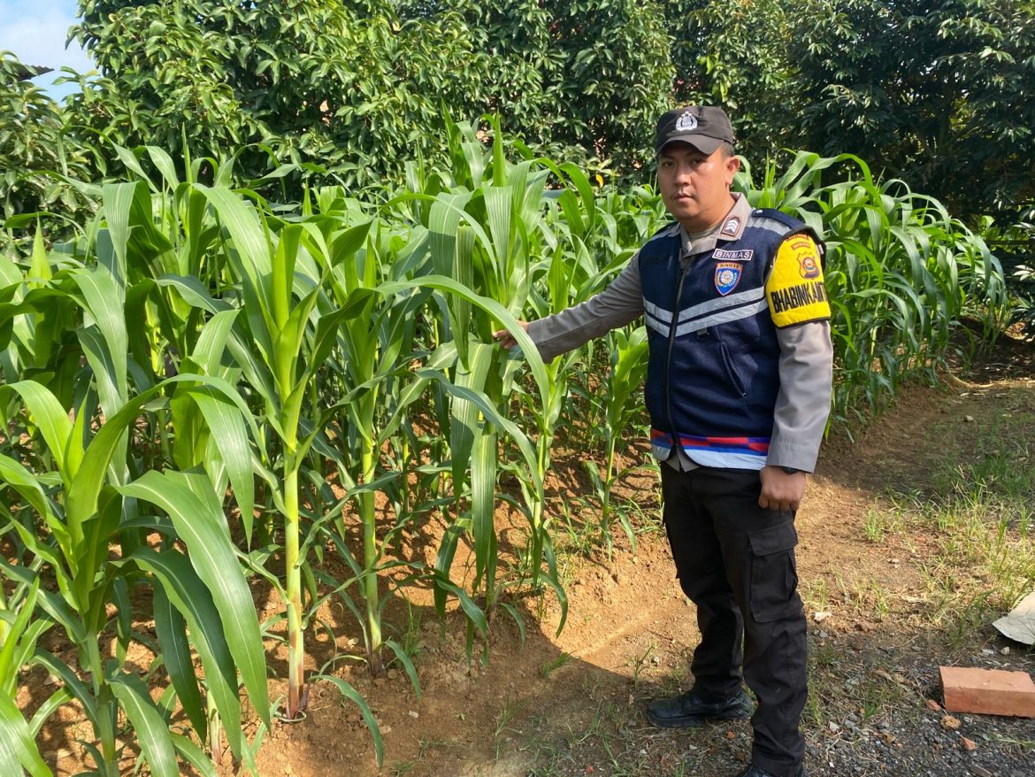 Polsek Rambutan Pantau Langsung Penanaman Jagung Serentak Kuartal III di Banyuasin
