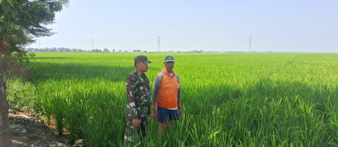Anggota Koramil 1611 Losarang Indramayu Monitoring dan Pendampingan Pertanian di Blok Grenek Desa Muntur 