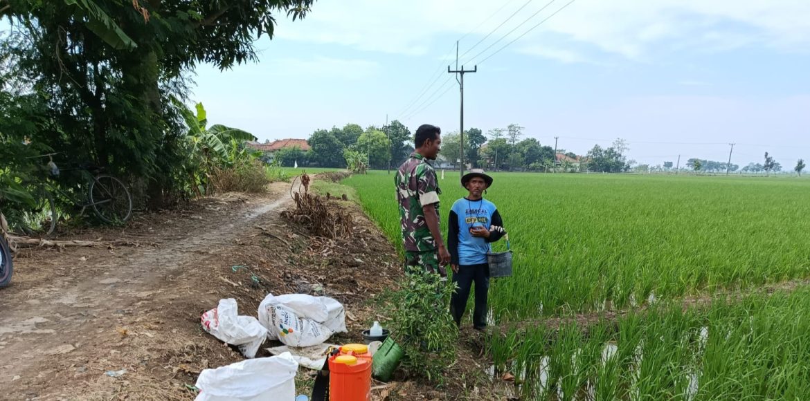Babinsa Koramil 1605 Sukagumiwang Indramayu Monitoring dan Pendampingan Pertanian di Desa Larangan Jambe 