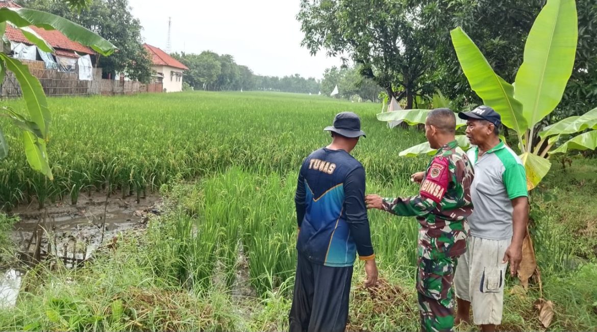 Babinsa Koramil 1603 Lohbener Indramayu Melakukan Pendampingan Pertanian Desa Lohbener Blok Bukasem 