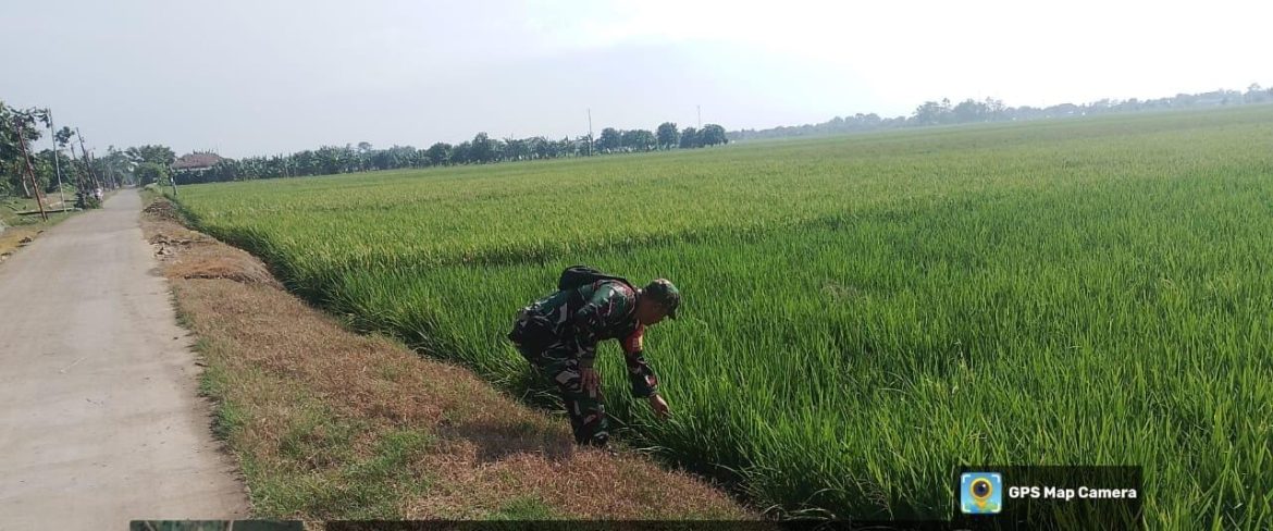 Babinsa Koramil 1611 Losarang Indramayu Monitoring dan Pendampingan Pertanian di Blok Sarki Desa Puntang 